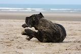 CANE CORSO - SALE  105